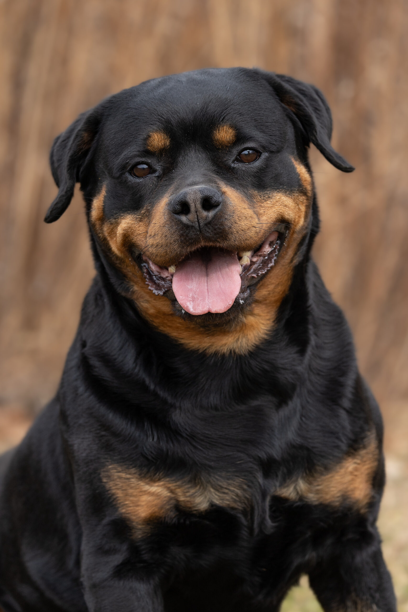 Shotzi upcoming litter