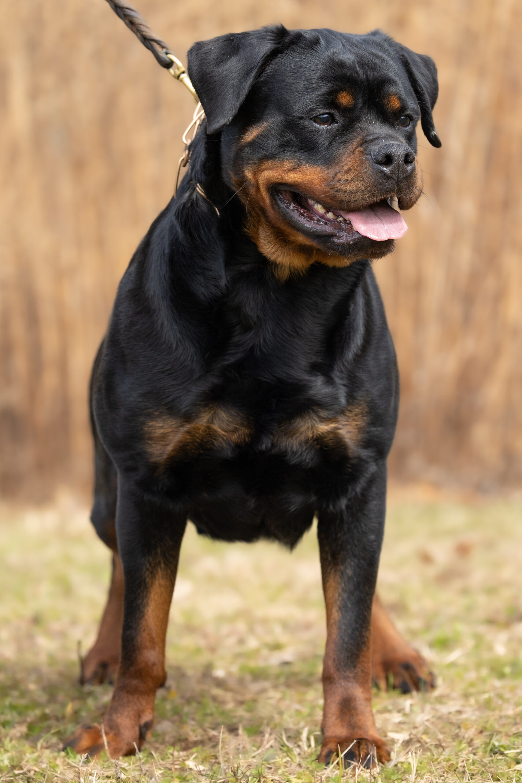 Rottweiler