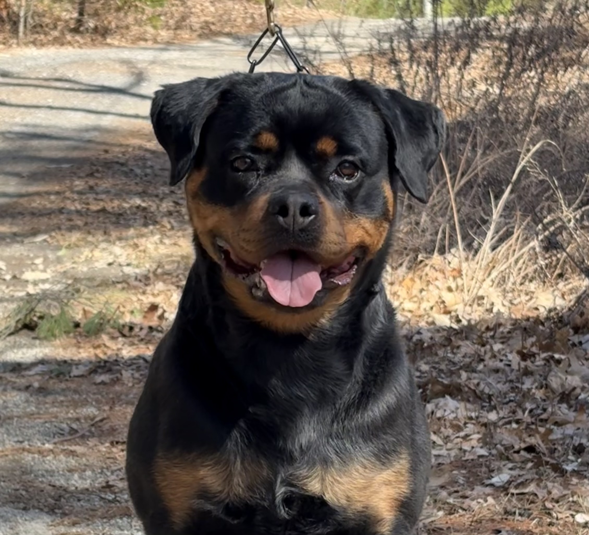Rottweiler